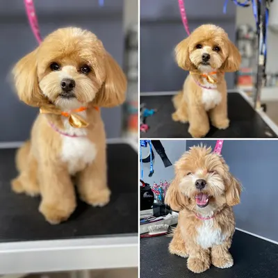 Propsy - Salon Groomerski